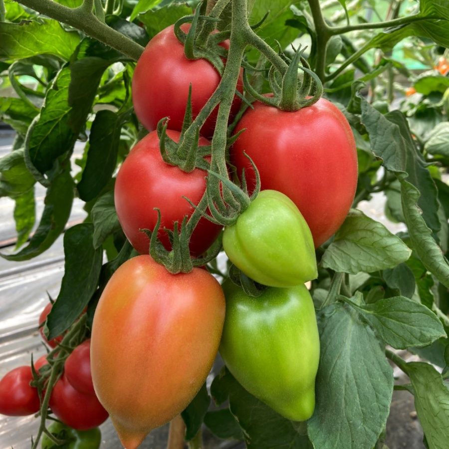 Tomato Rugby